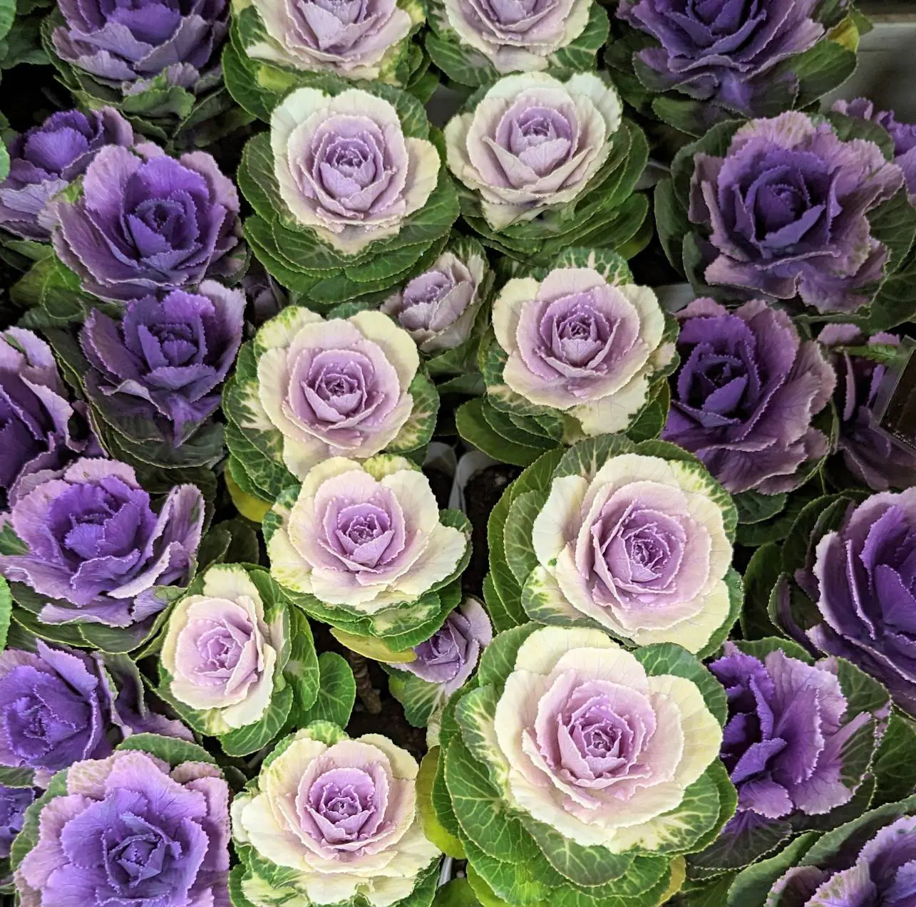 Flower Market 花市場